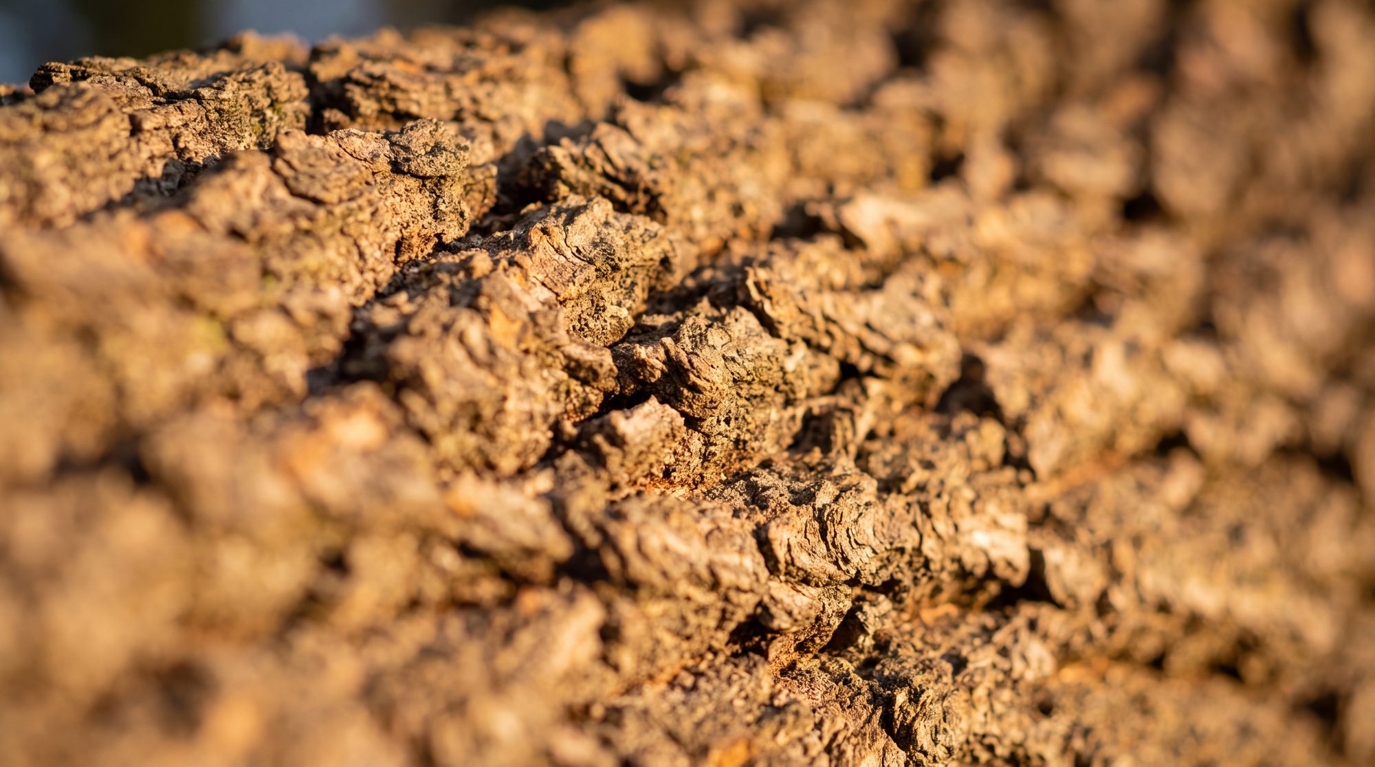 Deeply furrowed oak bark in raking light