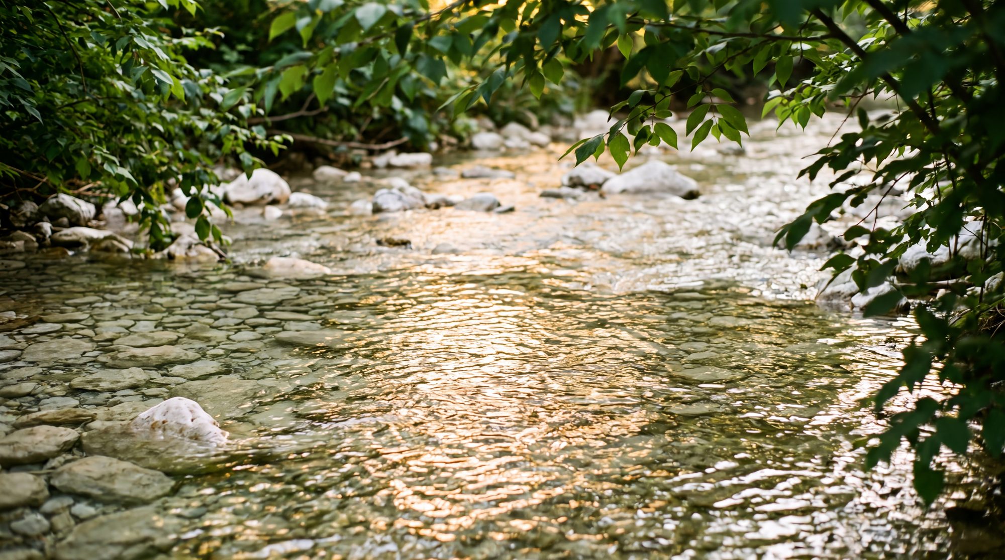 A shallow creek running over pale stones