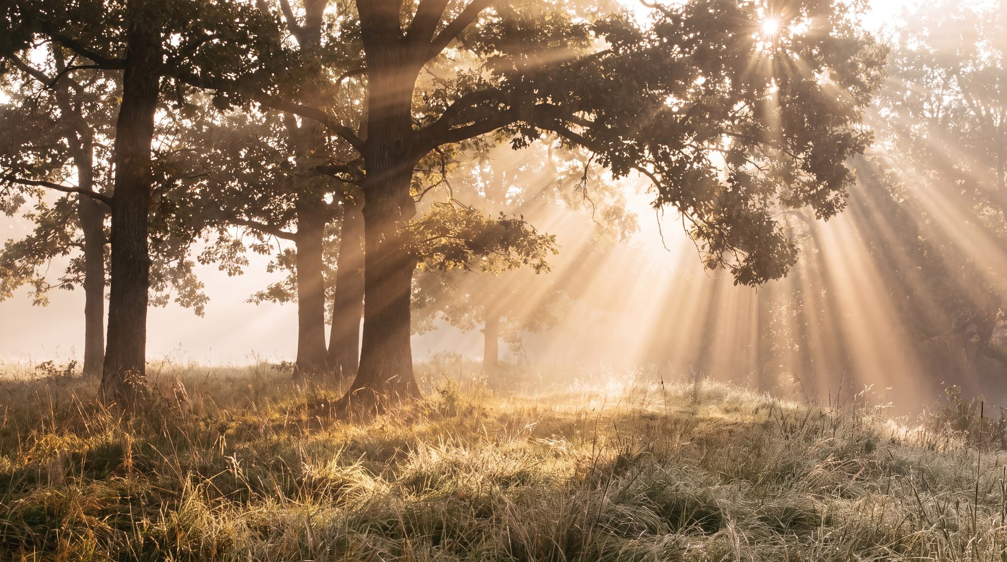 Morning through the oaks
